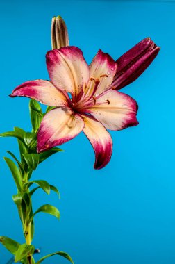 Mavi arka planda çiçek açan turuncu bir nilüfer çiçeği. Çiçek başlıklı yakın plan..