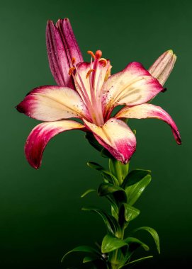 Yeşil arka planda çiçek açan turuncu bir nilüfer çiçeği. Çiçek başlıklı yakın plan..