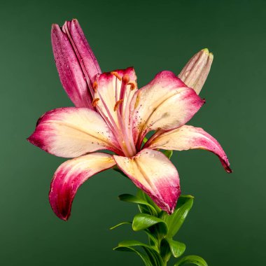 Yeşil arka planda çiçek açan turuncu bir nilüfer çiçeği. Çiçek başlıklı yakın plan..