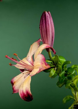 Yeşil arka planda çiçek açan turuncu bir nilüfer çiçeği. Çiçek başlıklı yakın plan..