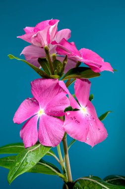 Mavi arka planda güzel bir çiçek açan pembe Catharanthus gülü. Çiçek başlıklı yakın plan..