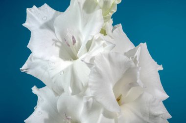 Mavi arka planda çiçeklenen güzel beyaz gladyatör Büyük İskender. Çiçek başlıklı yakın plan..