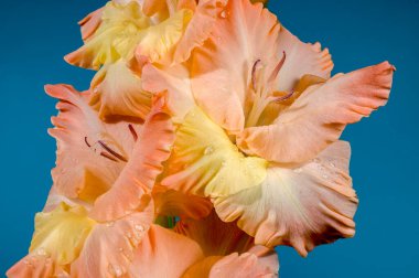 Güzel çiçek açan gladiolus, mavi arka planda öpücüklü fırfırlar. Çiçek başlıklı yakın plan..