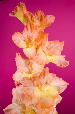 Güzel çiçek açan gladiolus pembe arka planda öpücüklü fırfırlar. Çiçek başlıklı yakın plan..