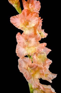 Güzel Blooming gladiolus öpücüklü fırfırlar siyah arka planda izole edilmiş. Çiçek başlıklı yakın plan..