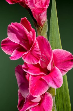 Yeşil arka planda güzel Blooming Pembe Gladiolus Invitatie. Çiçek başlıklı yakın plan..