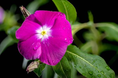 Güzel Blooming Pembe Catharanthus Gülü siyah arka planda. Çiçek başlıklı yakın plan..