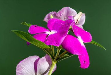 Yeşil arka planda güzel bir çiçek açan pembe Catharanthus gülü. Çiçek başlıklı yakın plan..