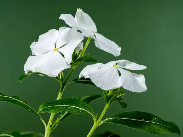 stock image Beautiful Blooming white Catharanthus SunStorm Pure White on a green background. Flower head close-up.