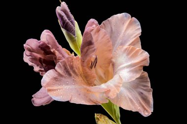 Güzel Blooming gladiolus çikolatası siyah arka planda izole edilmiş. Çiçek başlıklı yakın plan..