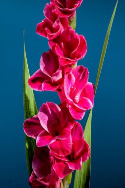 Güzel Blooming Pembe Gladiolus Invitatie mavi arka planda. Çiçek başlıklı yakın plan..