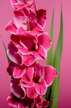 Pembe arka planda güzel bir Blooming pembe Gladiolus Invitatie. Çiçek başlıklı yakın plan..