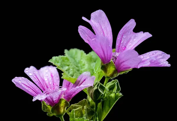 stock image Beautiful Blooming pink malva sylvestris or common mallow isolated on a black background. Flower head close-up.