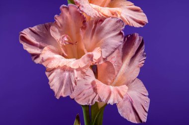 Mor arka planda güzel bir çiçek açan gladiolus çikolatası. Çiçek başlıklı yakın plan..