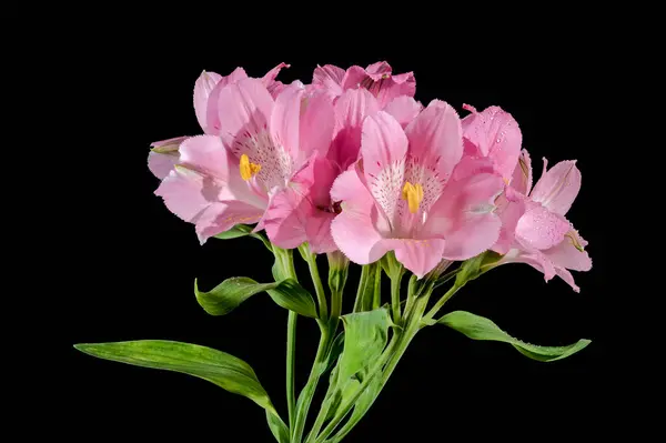 stock image Beautiful Blooming pink Alstroemeria flower on a black background. Flower heads close-up.