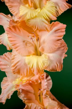 Yeşil arka planda güzel bir çiçek açan gladiolus öpücük kabarıklığı. Çiçek başlıklı yakın plan..