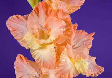 Güzel çiçek açan gladiolus, mor arka planda öpücüklü fırfırlar. Çiçek başlıklı yakın plan..