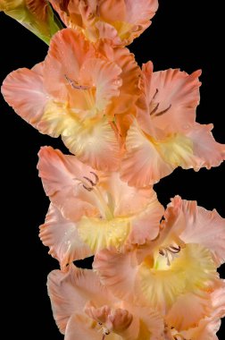 Güzel Blooming gladiolus öpücüklü fırfırlar siyah arka planda izole edilmiş. Çiçek başlıklı yakın plan..