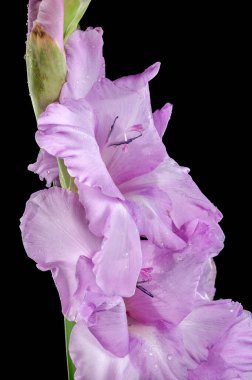 Güzel Blooming Pembe Gladiolus siyah arka planda izole edilmiş. Çiçek başlıklı yakın plan..