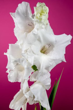 Güzel çiçek açan beyaz gladyatör Büyük İskender pembe arka planda. Çiçek başlıklı yakın plan..