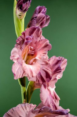 Yeşil arka planda güzel bir çiçek açan gladiolus çikolatası. Çiçek başlıklı yakın plan..