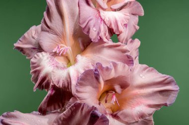 Yeşil arka planda güzel bir çiçek açan gladiolus çikolatası. Çiçek başlıklı yakın plan..