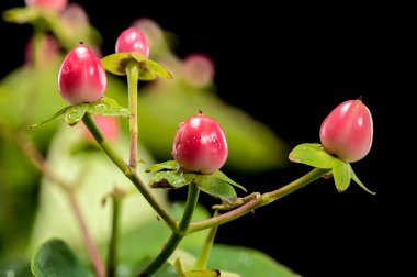 Güzel Blooming Hypericum siyah arka planda kırmızıya dönüyor. Çiçek başlıklı yakın plan..