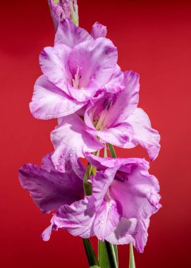 Kırmızı arka planda çiçek açan güzel mor Gladiolus Spartan. Çiçek başlıklı yakın plan..