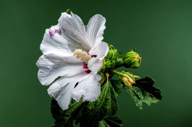 Yeşil arka planda güzel çiçek açan beyaz Hibiscus Syriacus. Çiçek başlıklı yakın plan..