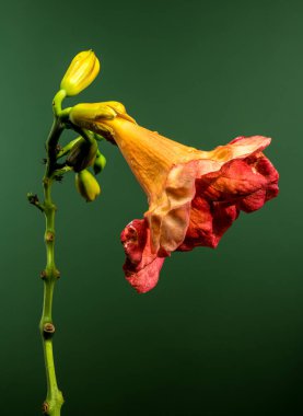 Beautiful Blooming orange Bignonia capreolata or campsis on a green background. Flower head close-up. clipart