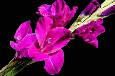 Güzel çiçek açan mor Gladiolus şeker eriği siyah bir arkaplanda izole edilmiş. Çiçek başlıklı yakın plan..