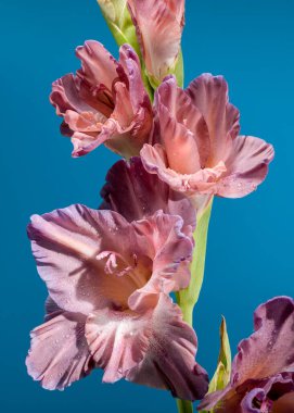 Mavi arka planda güzel bir çiçek açan gladiolus çikolatası. Çiçek başlıklı yakın plan..