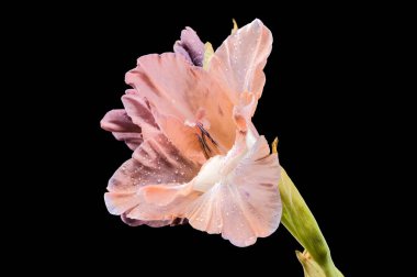 Güzel Blooming gladiolus çikolatası siyah arka planda izole edilmiş. Çiçek başlıklı yakın plan..