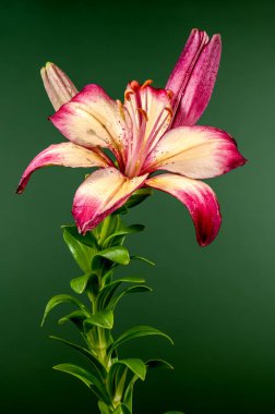 Yeşil arka planda çiçek açan turuncu bir nilüfer çiçeği. Çiçek başlıklı yakın plan..