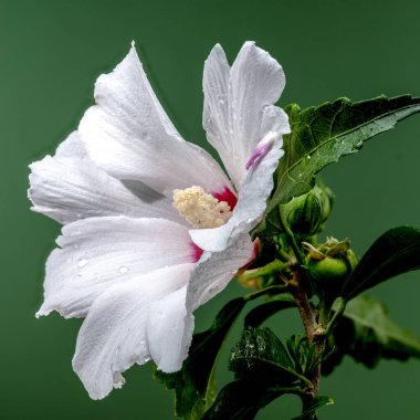 Yeşil arka planda güzel çiçek açan beyaz Hibiscus Syriacus. Çiçek başlıklı yakın plan..