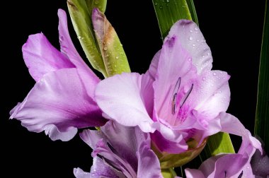 Güzel Çiçekli Leylak Gladiolus Mavi Güzeli siyah bir arka planda izole edilmiş. Çiçek başlıklı yakın plan..