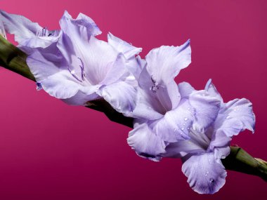 Pembe arka planda güzel Blooming Gladiolus Blue Frost. Çiçek başlıklı yakın plan..