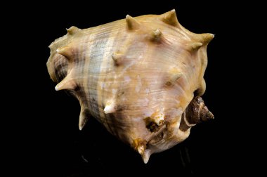 Close-up of Melongena bispinosa sea shell on a black background clipart