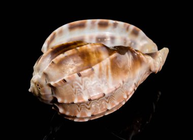 Siyah arka planda Harpa eklem kabuğunun yakın çekimi