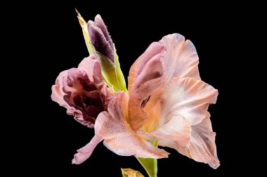 Güzel Blooming gladiolus çikolatası siyah arka planda izole edilmiş. Çiçek başlıklı yakın plan..