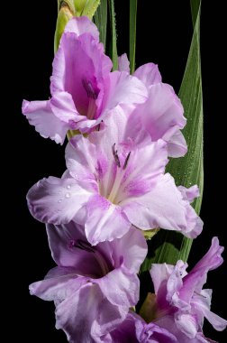 Güzel Çiçekli Leylak Gladiolus Mavi Güzeli siyah bir arka planda izole edilmiş. Çiçek başlıklı yakın plan..