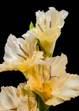 Güzel Blooming Gladiolus Donna Maria siyah bir arka planda izole edildi. Çiçek başlıklı yakın plan..
