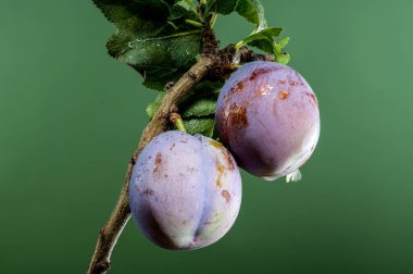 Yeşil arka planda meyveleri olan güzel bir erik dalı. Çiçek başlıklı yakın plan..
