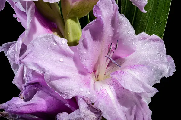 Güzel Çiçekli Leylak Gladiolus Mavi Güzeli siyah bir arka planda izole edilmiş. Çiçek başlıklı yakın plan..