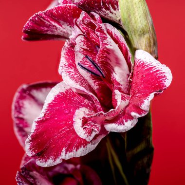 Kırmızı arka planda güzel Blooming kırmızı Gladiolus Jiri Vaclavik. Çiçek başlıklı yakın plan..