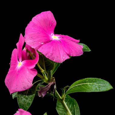 Güzel Blooming Pembe Catharanthus Gülü siyah arka planda. Çiçek başlıklı yakın plan..