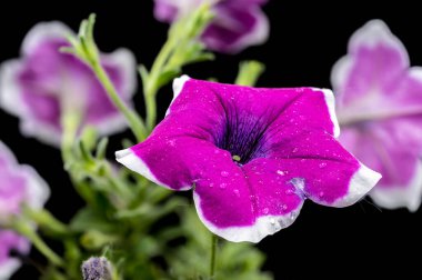 Beautiful Blooming purple Petunia Cascadias Rim Magenta on a black background. Flower head close-up. clipart