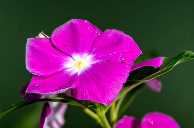 Yeşil arka planda güzel bir çiçek açan pembe Catharanthus gülü. Çiçek başlıklı yakın plan..