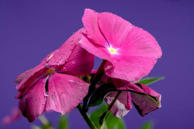 Mor arka planda güzel bir çiçek açan pembe Catharanthus gülü. Çiçek başlıklı yakın plan..