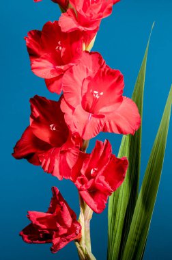 Güzel Blooming kırmızı gladiolus Oscar 'ı mavi arka planda. Çiçek başlıklı yakın plan..